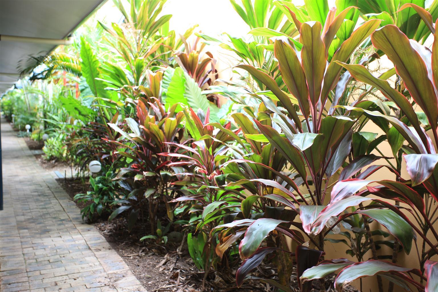 Lazy Lizard Motor Inn Port Douglas Exterior foto